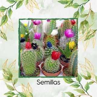 60 Semillas Cactus Diferentes Especies (13n