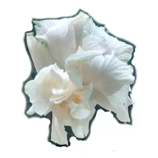 Muda  Hibisco Havaiano Dobrado  Creme, Branco, Com 30 A 50cm