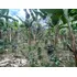 Vendo Lote Frente A Variante Condina/pereira