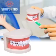 Modelo Dental Arcada Para Enseñanza Y Estudio Santiago
