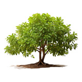 Árbol De Canela Envío Gratis 