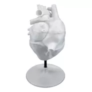 Modelos Anatómicos de Órganos