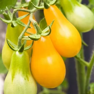 25 Semillas De Tomate Heirloom Variedad Pera Amarilla