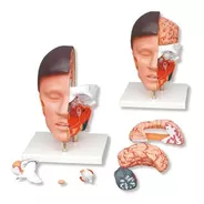 Modelo Anatómico - Cabeza Humana Desmontable - Arquimed