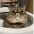 Gato Persa Exótico Para Monta