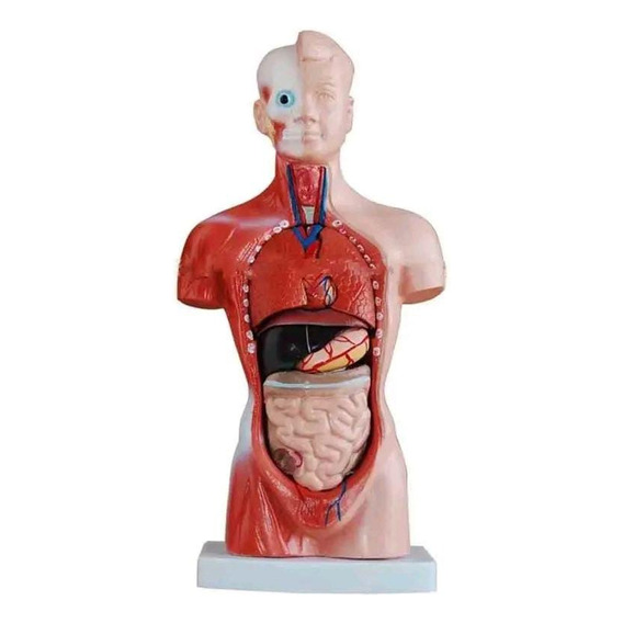 Torso Humano 28 Cm - Modelo Anatómico Órganos Extraíbles