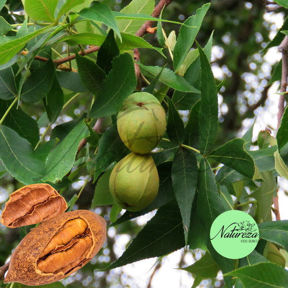 Árbol De Nuez Nogal Pecan Natureza Vivero Orgánico 