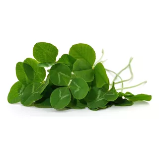 Semilla De Micro Trébol (microclover): Pipolina (1 Lb)