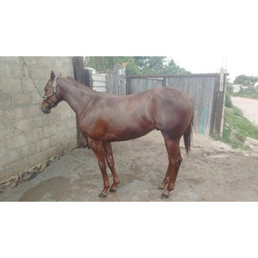 Potrillos Cuarto Milla En Guanajuato en Mercado Libre México Potrillos Cuarto Milla En Guanajuato en Mercado Libre México