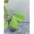 Árbol Gingko Biloba