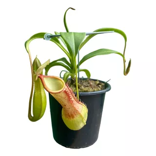 Promoção Planta Carnívora Nepenthes Graciflora Pote 11