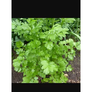 Semillas Orgánicas Cilantro Huerta Urbana   Natural