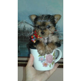 Bellos Yorkshire Terrier 550 Yorky Puros Macho Y Hembra 