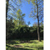 Rupanco 5.000 M2 // Exclusivo Proyecto (99135)