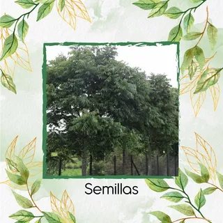 30 Semillas De Árbol Cedro Negro