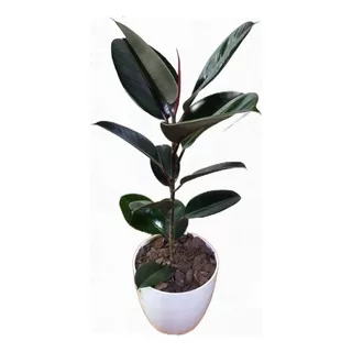 Ficus Elastica -gomero-