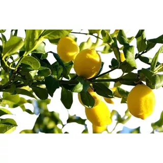 Planta De Limon+naranja+jazmin+rosa .vivero Sol