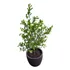 Planta Eugenia De Exterior
