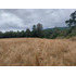 Espectacular Campo De 200 Hectareas En Loncoche