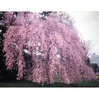 20 Sementes Cereja De Himalaia Sakura-colhidas Em Sp 10/2022