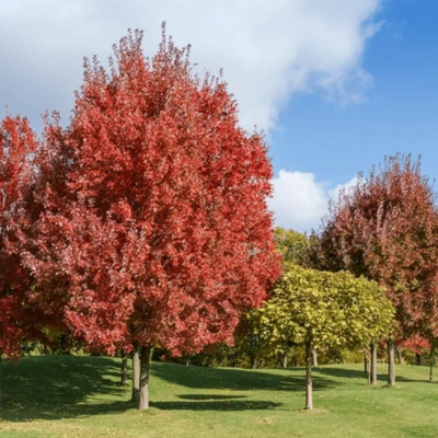 Muda Rara De (red Maple) - Bordo Canadense