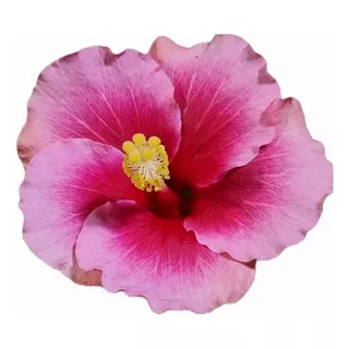 Rosa China Hibiscus -rosa Sinensis- Color Claro