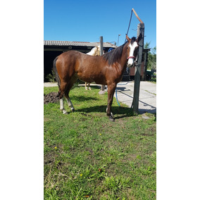 Caballo Puro De Carrera Cuarto De Milla - Caballos y Yeguas en ... Caballo Puro De Carrera Cuarto De Milla - Caballos y Yeguas en ...