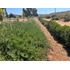 Se Vende Parcela 5.000 Mt2 En Limache  (120865)