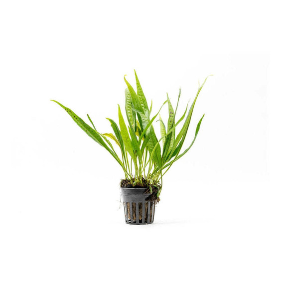 Microsorum Black Forest Maceta Completa