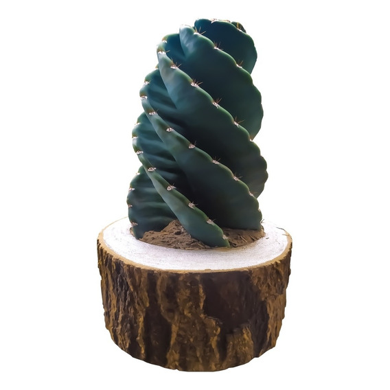 Cactus Tornillo 20cm + Maceta - Unidad a $112500