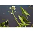 Saeta Sagittaria Montevidensis Planta Nativa Ribereña