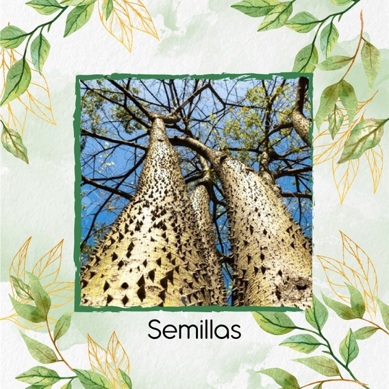 15 Semillas De Árbol Ceiba Amarilla