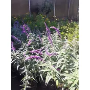 Salvia Leucantha ;salvia Violeta 3lts