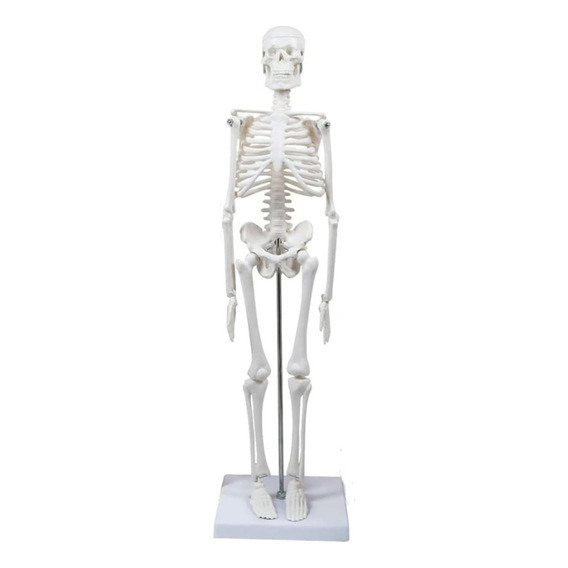 Modelo De Esqueleto Humano De 45cm, Anatomía Humana