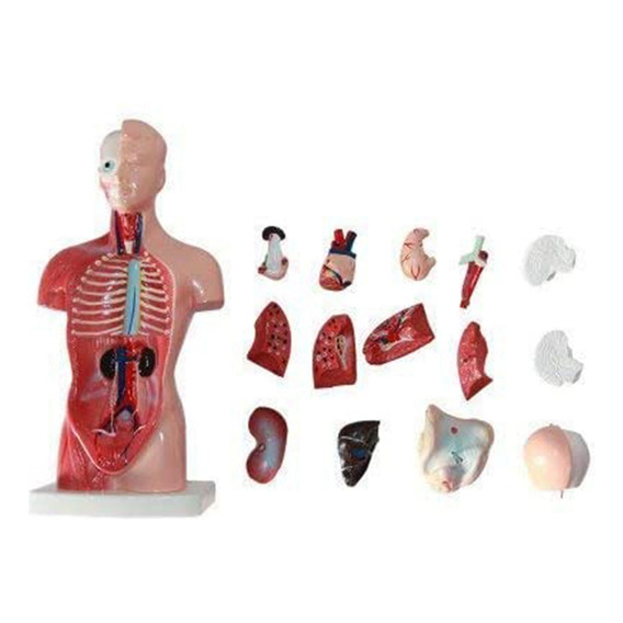 Modelo De Anatomía: Torso Humano De 11 Pulgadas, Cuerpo, Cor