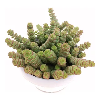 Muda Suculenta Crassula Rupestris Marnieriana - Minhoquinha