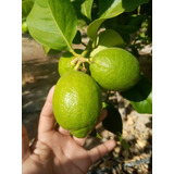 Limones Fino X Mayor S/ 1.00