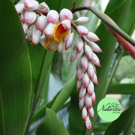 Planta Azucena De Porcelana, O Alpinia Zerumbet