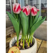 Bulbos De Tulipanes X5 Enraizados En Maceta 12 14 Colores