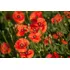 Semillas Orgánicas Flor, Semillas De Amapola Roja