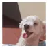 Perro Caniche Mini Toy P Cruzar C Perra, Excelente Compañero