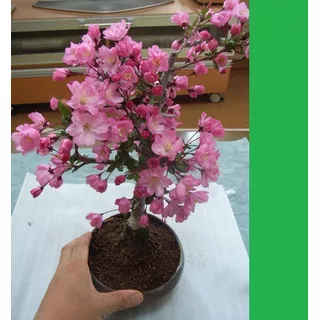 Semillas Bonsai Cerezo Japones Yamazakura  Fertiles Rem