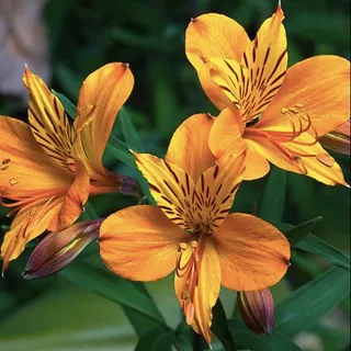 Semillas Flor Alstroemeria Dorada Lirio Del Inca Amancay 