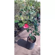 Camellia Japonica (camelia, Camelio Común)   7lts