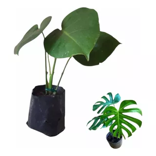 Costela De Adão Kit 10 Lindas Mudas De 10 A 25cm P/plantar