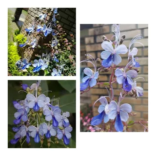 Muda Flor Borboleta Azul - Linda