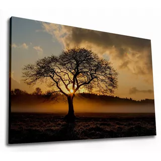 Quadro Decorativo Gigante Paisagem Arvore Sol Lindo Canvas