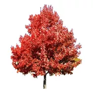 Sementes Acer Rubrum Red Maple Vermelho Árvore Ou Bonsai 