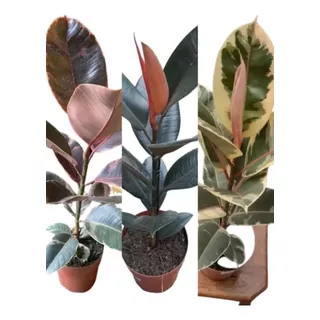 3 Ficus Elástica Ruby, Burgundy, Tineke Variegatas C/vaso