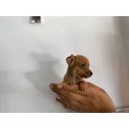 Espectaculares Cachorros Pincher Miniatura Mascotas Rionegro
